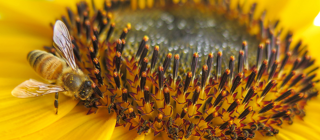 Close-up of a sunflower with a bee on top of it.