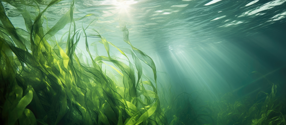 An underwater image of seaweed floating