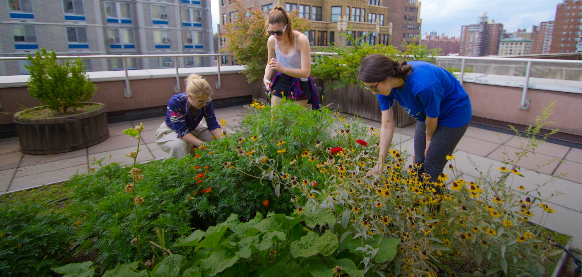 FIT dye garden with students tending the flowers