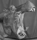 Hippopotamus and Performer, Great Rayman Circus - Mark has photographed in India several times. This image was taken from a traveling-circus series. Hippopotamus and Performer, Great Rayman Circus - Mark has photographed in India several times. This image was taken from a traveling-circus series.