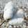 - Textile Development and Marketing - An Upland Cotton boll, the only species of cotton planted by Cotton Incorporated farmers. - Textile Development and Marketing - An Upland Cotton boll, the only species of cotton planted by Cotton Incorporated farmers.